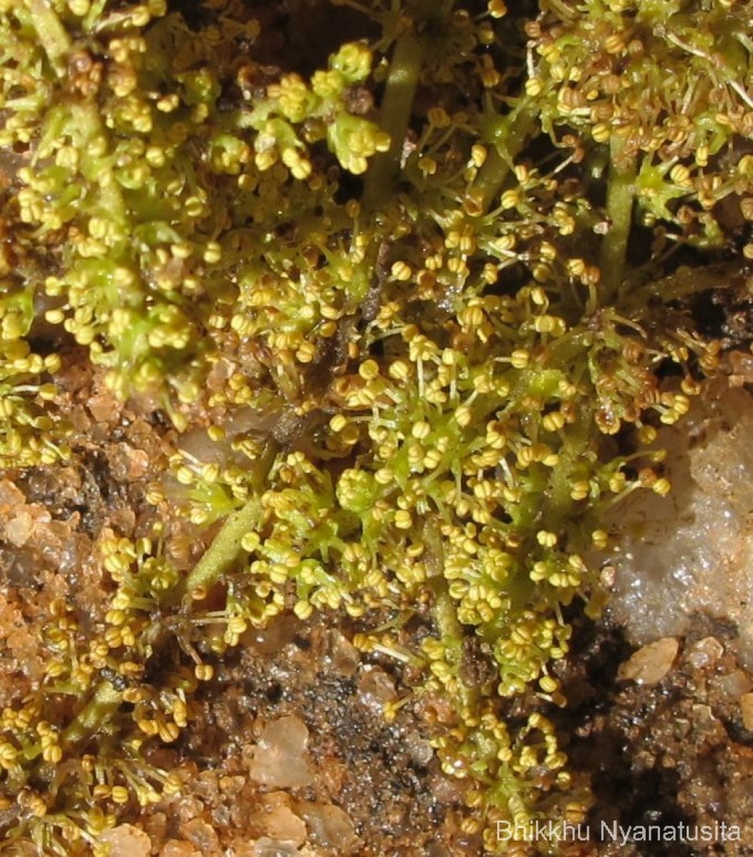 Tetrameles nudiflora R.Br.